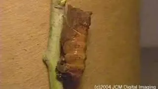 Papilio eurymedon pupates (time lapse) - 1/2 (V00052)