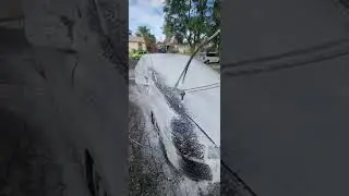 Honda Civic SI Foam cannon washing #tooldaily #foamcannon #chemicalguys #citruswash #hondacivic