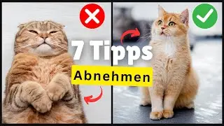 Deine Katze ist zu DICK? 7 Tipps zum Abnehmen! ✅
