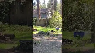 Driveway Crows Invade the Backyard and Get Tricked by Grumpy Cat #Nature Fam #Driveway Crows