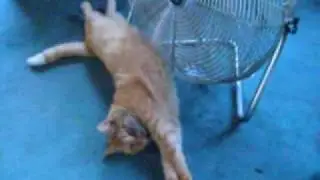 Greece the Cat Cooling of by fan