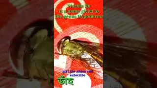 Warble fly (Hypoderma)ডাঁহ