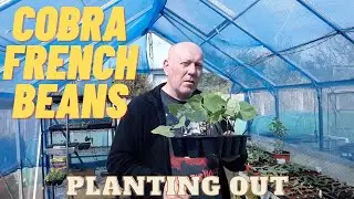 Cobra French Beans Planting Out [Gardening Allotment UK] Home Growing Veg & Flowers