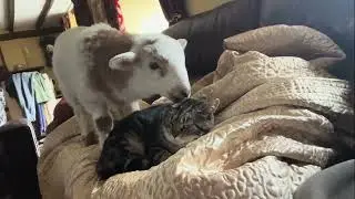 Cat Had Enough Of This Lamb
