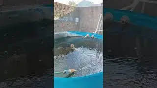 I used chlorinated water to raise fish in a water tank! #aquaponics