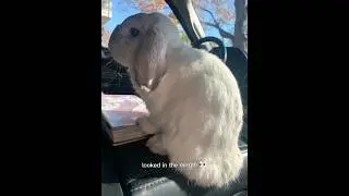 Like and subscribe!!#fypシ゚viral #bunny #funny