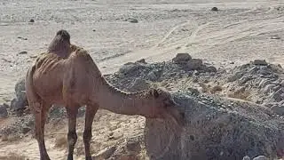 A camel scratching itself with a rock, near Ghadeer Khumm