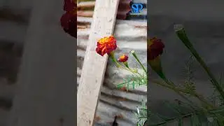 short #video #hindi #song #love #nature