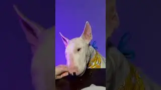 #asmr #асмрсобака #бультерьер #собакакушает #dogasmr #сочи #асмр #вкусно #дрессировка #еда #asmr
