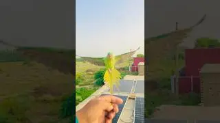 very easy parrot flight training and return back to my hand#parrotfreeflying #birds