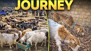 From Goat Market to My Garden | Full Journey