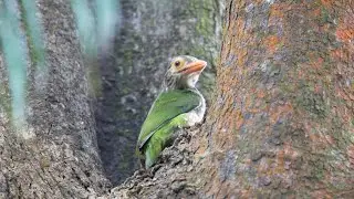 Lineated Barbet's call ver.2