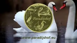 Paradijshof: passie voor pluimvee