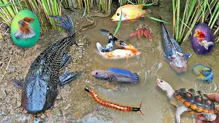 Menangkap ayam lucu, ayam warna warni, ayam rainbow, bebek, angsa, ikan hias, ikan cupang, Kelinci