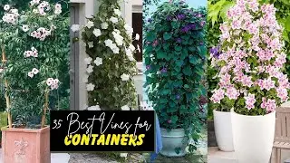 35 Best Vines for Containers   Climbing Plants for Pots   Best Climbers #vines