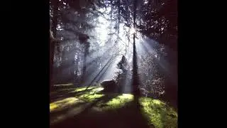 Light Through The Trees