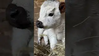 GOOD MORNING ☀️🐮💛 #adorable #babycows #babyfarmanimals #farm #highpark #cute #goodmorning #gm #cow