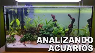🕵️ Acuarios de Suscriptores Nº16 | Acuarios que inspiran, ImanLovers y muchas Anubias