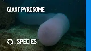 GIANT PYROSOME: A super-organism | Oceana