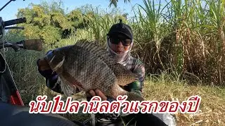 หมานปลานิลคับ #หมายธรรมชาติ #fishing #birdfish #nature #fish #carpfishing #ยิงปลา #survival #ตกปลา 