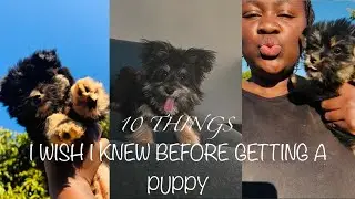 10 THINGS I WISH I KNEW BEFORE GETTING A PUPPY ft PURPLE TURTLE