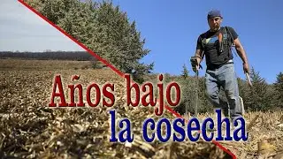 Cortaron la C0SECHA y encontramos OBJETOS antiguos enterrados #tesorosenterrados #gold #detectando