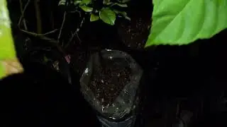 Nighttime MEANDERINGS; PEDILAI seedlings protecting Variegated PINK Lemons from nasty CAT INVASION!