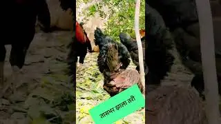 मोहीम कोंबडीची पिल्लं🐣