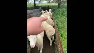 White Suffolk Rams 2
