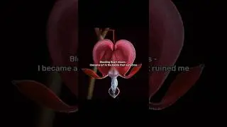 When Pain Became Art 🥀🪄 #shorts #bleedingheart #flowers #relatable #shortsfeed #trending #fyp #edit