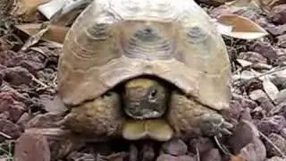 Tortoise coming out of its shell