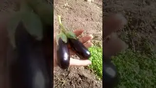 صباحكم عسل ياناس ياعسل يلا نجمع شويه حاجات من الحاجات اللي زرعاها