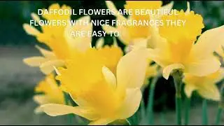 DAFFODIL FLOWER 20250201 033325 0001