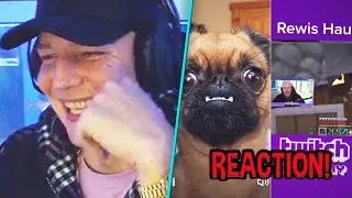 MontanaBlack reagiert auf TikTok CLIPS! 🤣 MontanaBlack Reaktion