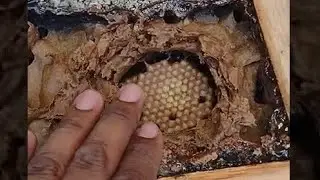 Como saber a hora de dividir a abelha Manda&ccedil;aia?