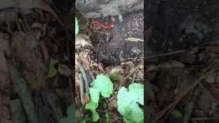 Northern Red Salamander in the Backyard