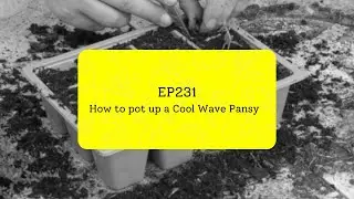 EP231 - How to pot up a Cool Wave Pansy #5minutefriday