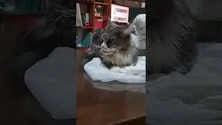 Maine Coon в шоке🤯#cat #follow4follow #приколы