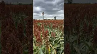No-till v. Tillage