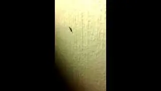 Insect in my house