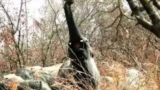 Photos of Elephants Online [Photo of Elephant Online]