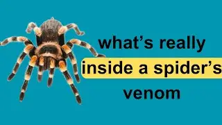 what’s really inside a spider’s venom sac