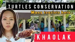 How is Turtles Conservation now ? |  Khao Lak Thailand 19 November 2022