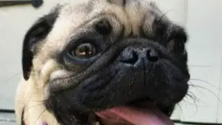 First dog tests positive for coronavirus (COVID-19) in United States