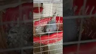 Diamond dove breeding setup.