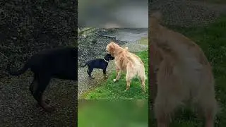 Golden Retriever Meets New Puppy Sister (First 7 Days)