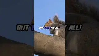 Unlocking Squirrel Secrets  Nut Hiding Mastery! &ndash; 🦝 Follow 🔔 for More!