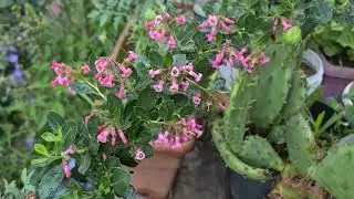 Pembe Çiçekli Eskalonya (Escallonia rubra)