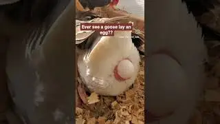 Up close and personal look at a goose laying an egg!