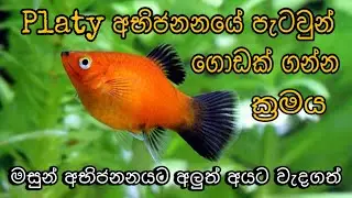 How to Breed Platy Fish using easy techniques in sinhala FHD #kaveeaqua #platy #breeding